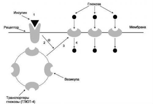 Схема протекания углеводного обмена в организме человека