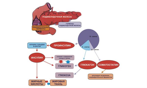 Функции гормонов, вырабатываемых поджелудочной железы